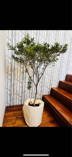 Planta De Exterior Azalea En Maceta Soplada 20 Lts!!