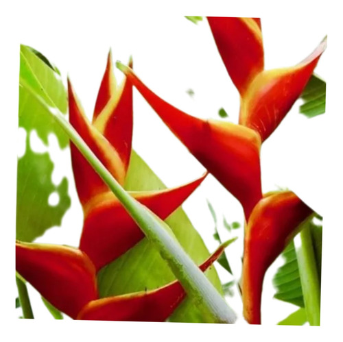 Muda Heliconia Bihai - 37cm (1 Muda) Pássaro-de-fogo