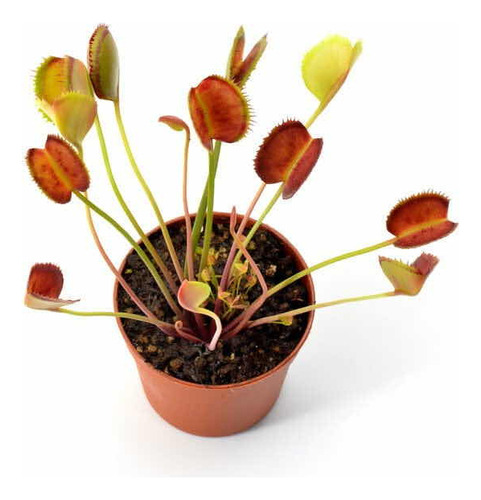 Planta Carnívora Venus Atrapamoscas (dionaea Muscipula)