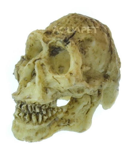 Enfeite Para Aquários Crânio Neandertal Ns-91 Nomoypet
