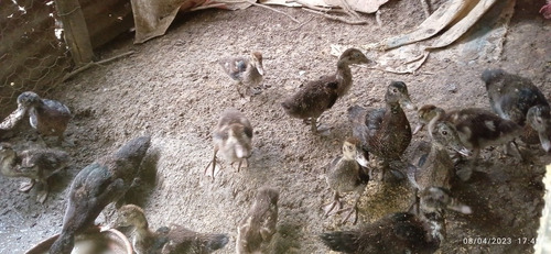 Patos Pequeños 