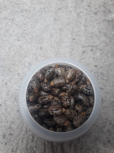 Semilla De Higuerilla