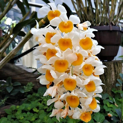 Orquídea Vanda, Thyrsiflorum Y Lycaste Aromática