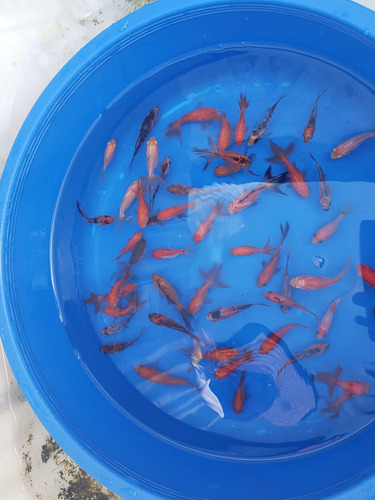 Goldfish Doble Cola X10