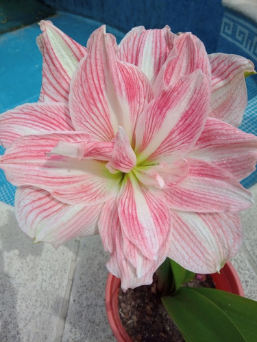 Bulbo Amaryllis Exotico Pretty Nymph. Caba. Envíos