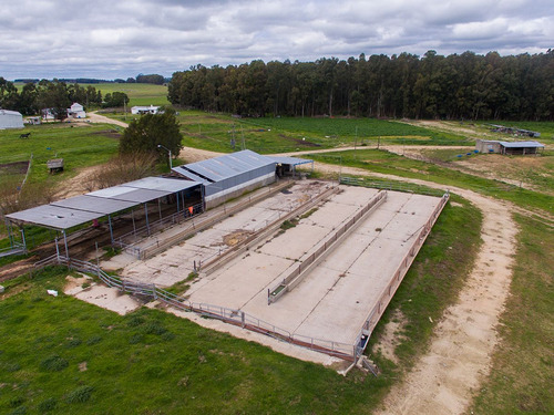 Campo En Venta En Florida Ref. 4408 (ref: Cbr-669)