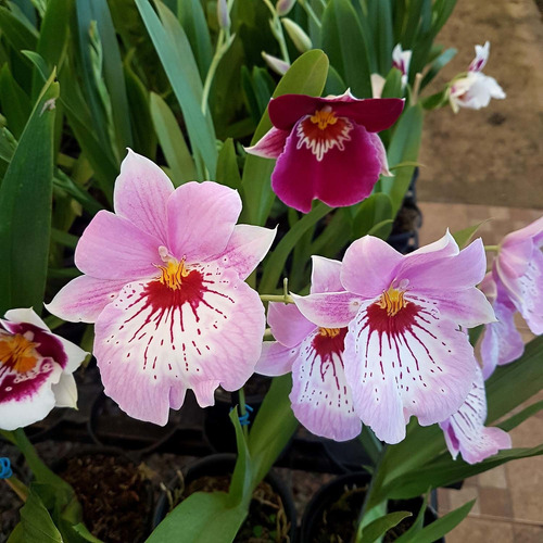 Orquídeas Adultas Raras Miltonia Colômbianas O Amor Perfeito | MercadoLivre