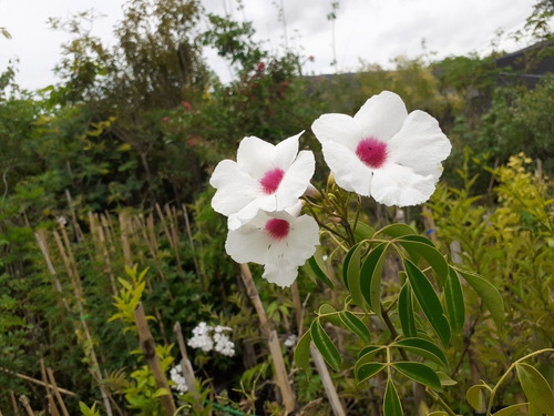Imagen 3 de 5 de Dipladenia, Jazmín Chileno, Jazmín De Chile, Mandevilla 5lts