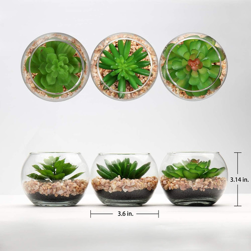 Kit Plantas Suculentas Recuerdos Maceta De Vidrio Moderno