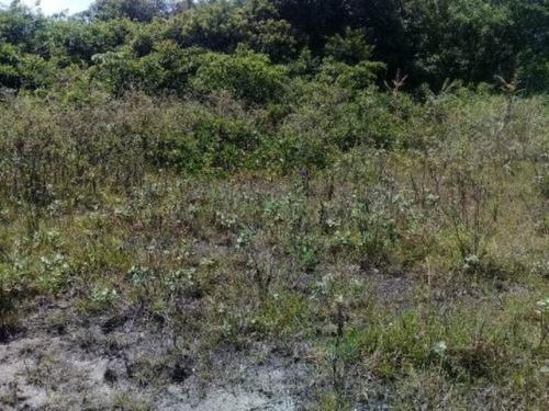 Imagem 3 de 8 de Terreno No Litoral Sul, Com 1000 M², Em Itanhaém/sp 4992-pc
