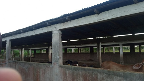 Te Vendo Mega Finca En Luisa Blanca/monte Plata.