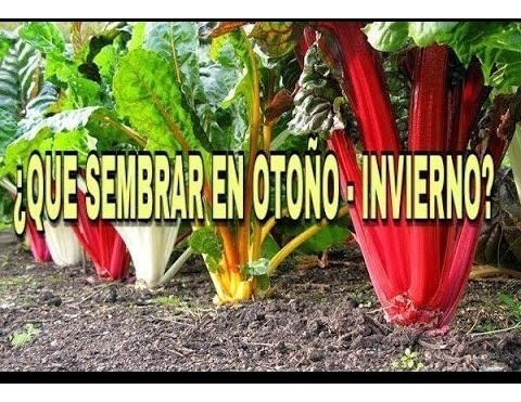 Combo De Semillas Otoño / Invierno - Huerta Orgánica
