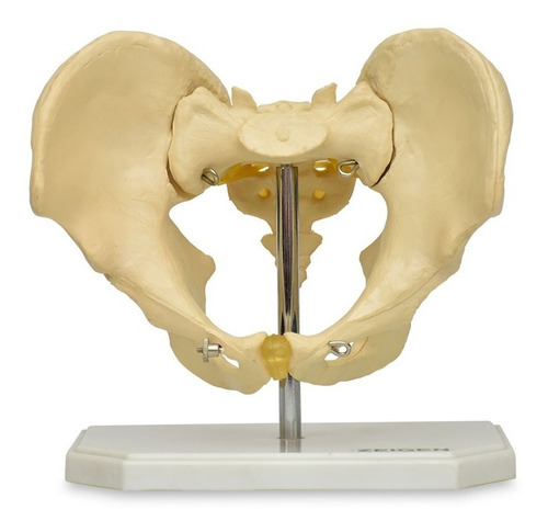 Modelo Anatomico Pelvis Masculina Osea  Zeigen Practicas