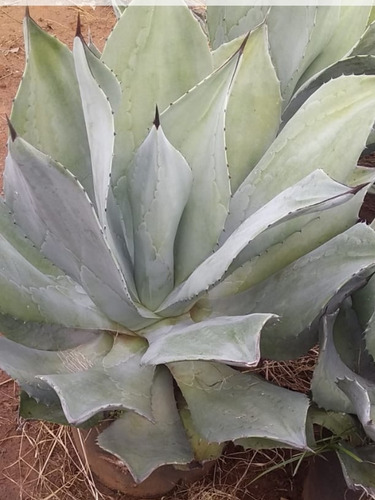 1 Muda De Agave Azul