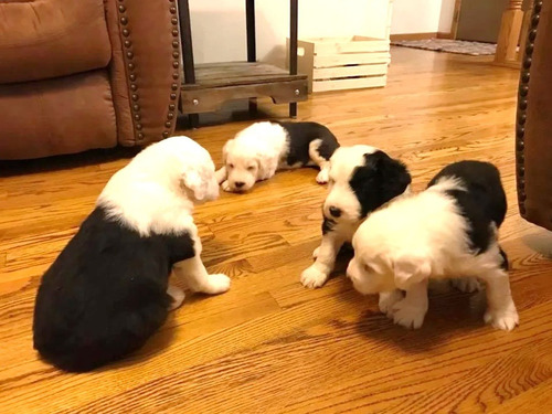 Cachorros Pastor Ingles En280