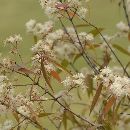 Anacahuita - Blepharocalyx Salicifolius - 4l