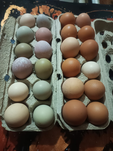Huevos Organicos Criollos Para Consumo