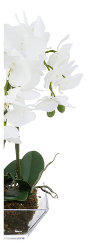 Orquídea Triple Phalaenopsis En Jarrón De Cristal Verde Blan