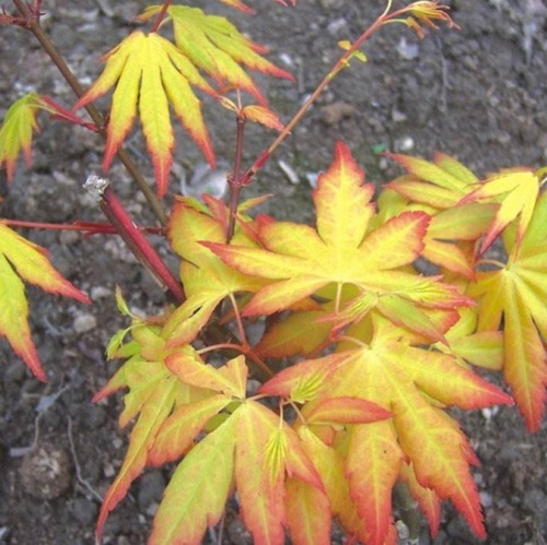 Imagen 3 de 8 de Arbol Acer Arce Japonés, Arce Enano 20lts
