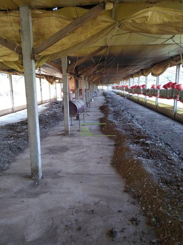 Imagem 7 de 17 de Sítio Com 9 Dormitórios À Venda, 242000 M² Por R$ 3.000.000,00 - Área Rural - Tietê/sp - Si0029
