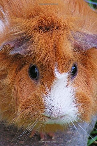 A Fluffy Cute Red And White Guinea Pig Pet Journal 150 Page 