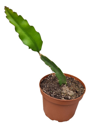 Cactus Pitahaya (hilocereus) De Una Hoja.