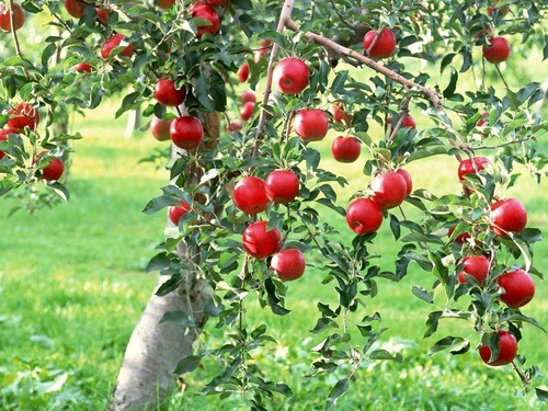 Imagem 4 de 4 de Fertilizante Adubo Forth Frutas Farelado - 10kg + Brinde