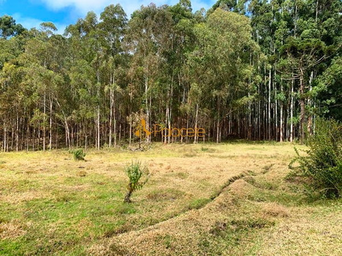 Imagem 13 de 15 de Rural Chacara - 886221-v