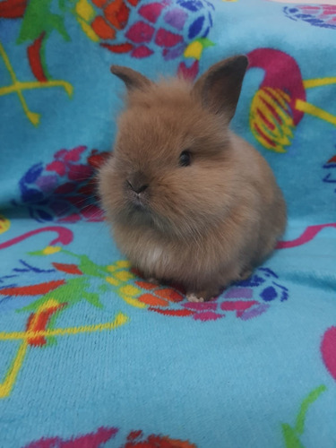 Imagem 2 de 3 de Mini Coelho