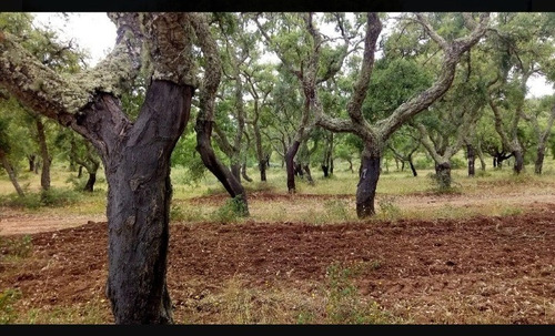 Árboles De Corcho (alcornoque).