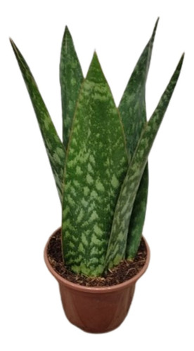 Muda Sansevieria Coroa Dinamarquesa (espada São Jorge)