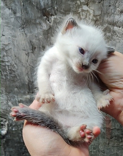 Gatito