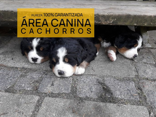 Boyero De Berna 100% Puros En San Vicente - Area Canina