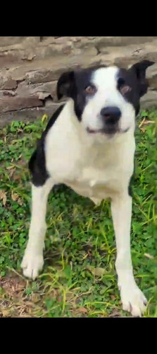 Cachorron Mix De Border Collie Con Galgo, Bellezaa 1 Añito!