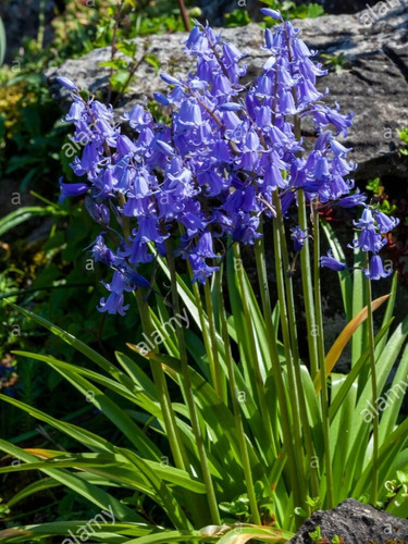 Scilla Hispánica, Campanilla Azul