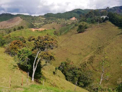 Imagen 18 de 24 de Vendo Finca De 10,56 Ha Con Alto Potencial Productivo Bien Ubicada