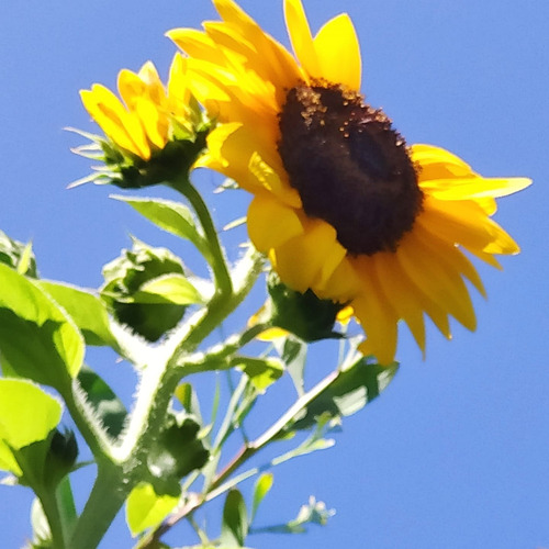 Mix Girasoles 4 Variedades Sobre Semillas.