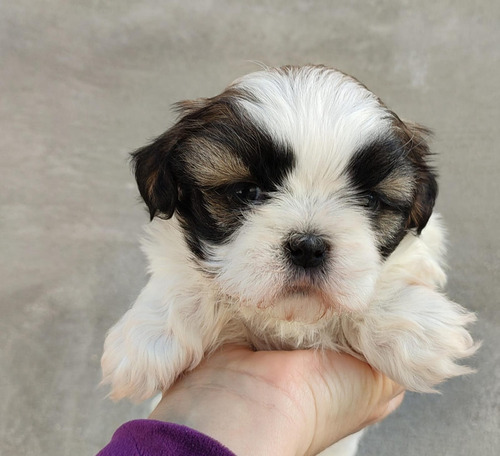 Shitzu Cachorra Super Mini Vacunada Garantìa De Pureza
