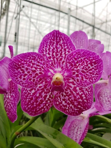 Orquídeas Vanda(varios Colores) (Usado)