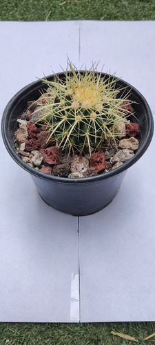 Echinocactus Grusonii 