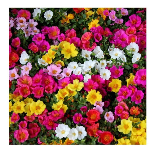 Portulaca (flor De Seda) Triple Variada - 200 Semillas