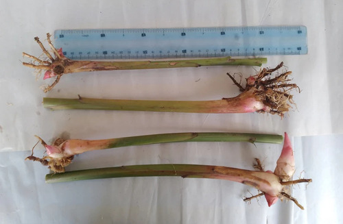 Alpinia Zerumbet Ou Gengibre-concha, Kit Com 6 Mudas Branca/rosada