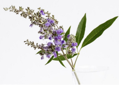 21 Semillas Vitex Agnus Castus Sauzgatillo Aroma (Usado)