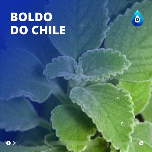 Imagem 1 de 1 de Extrato Vegetal Composto Boldo Do Chile 100% Natural | 20 Ml