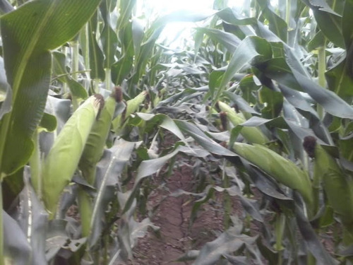 Semilla Maíz Hibrido Asgrow 7573 Elotero 1kg A Granel