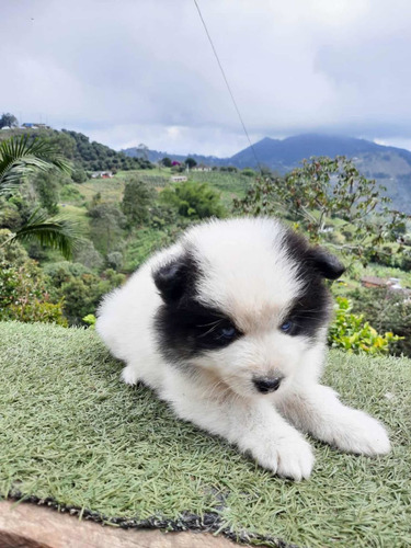 Cachorro Pomsky Con Ojos Azules