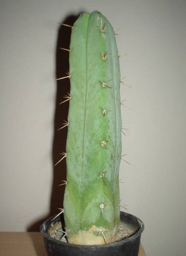Trichocereus Bridgesii, Mp