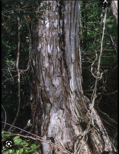 50 Semillas De Árbol Tzalam