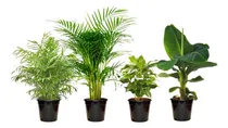 Comprar Plantas Trepadoras De Sol Y Sombra