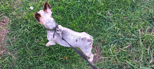 Paseadora De Perros